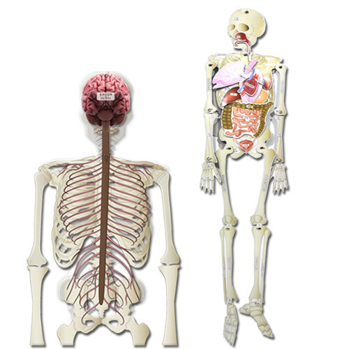 인체 모형 만들기(75cm)(코·기관,신경계포함)(5명 세트)