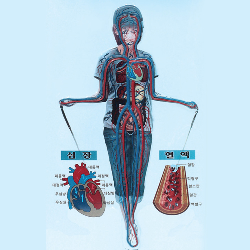 인체혈액순환계모형(포리카본재질)