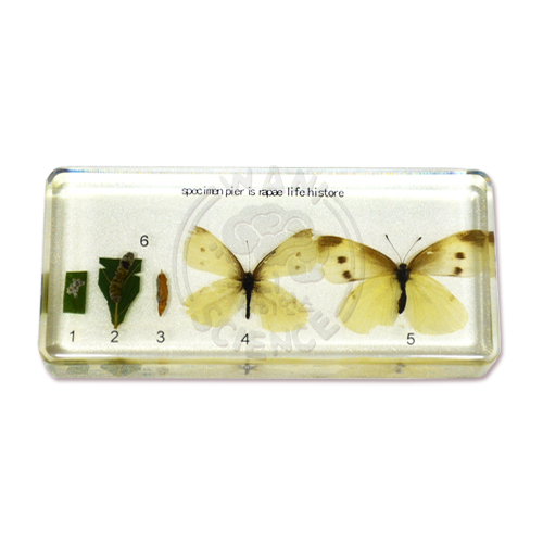 배추 흰나비한살이 표본(5종)
