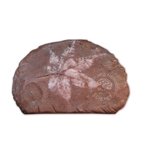 나뭇잎 화석 모형(단풍잎)(약180*130mm)