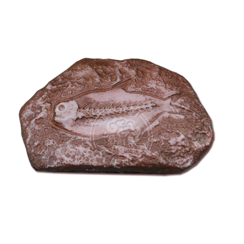 물고기 화석 모형(약180*130mm)