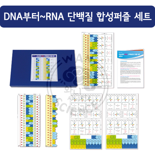 DNA부터 RNA단백질합성퍼즐세트(학생용)