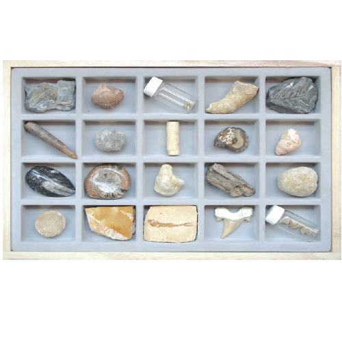 화석표본 IV(20종)