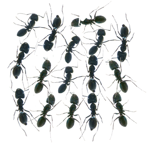 살아있는 개미(16마리, 투명관찰병 포함)