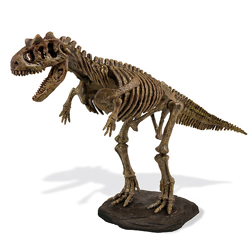 쥬라기 공룡화석(카노타우러스)