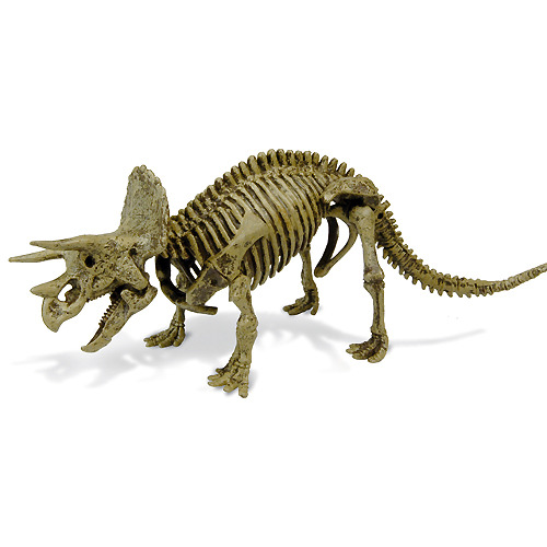 쥬라기 공룡화석(트리케라톱스)