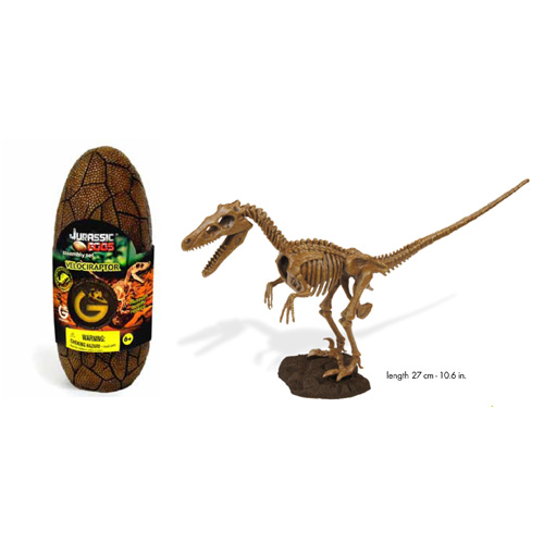 쥬라기 공룡화석(벨로키랍토르)
