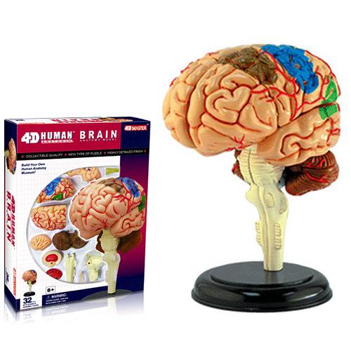 인체 뇌해부모형4D퍼즐(32조각)
