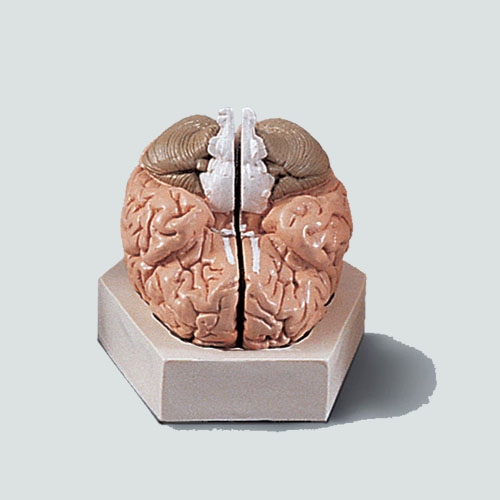 뇌의 구조 모형(C형)