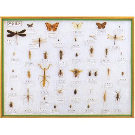 곤충표본 40종